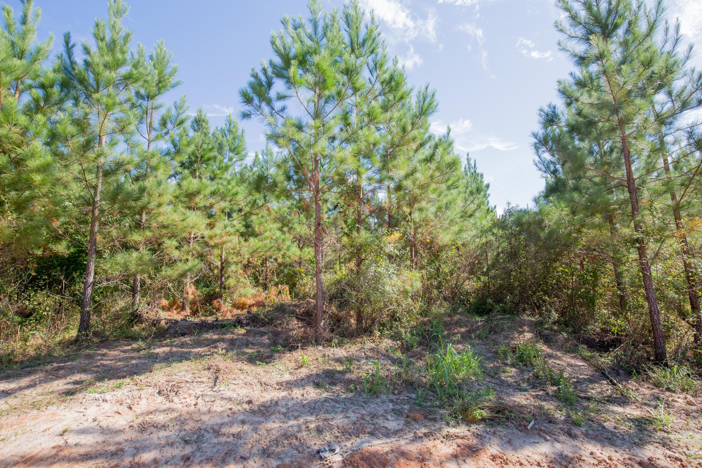 Sky Ranch Tract 4 photo 11