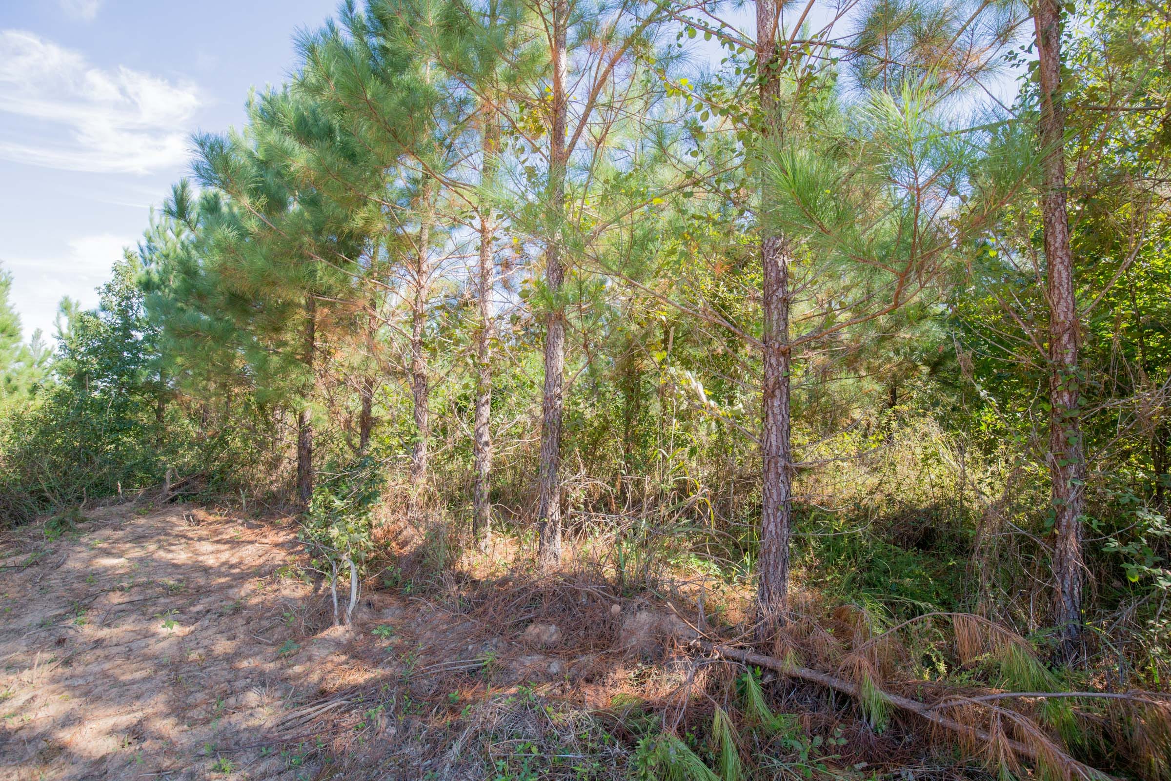Sky Ranch Tract 4 photo 12