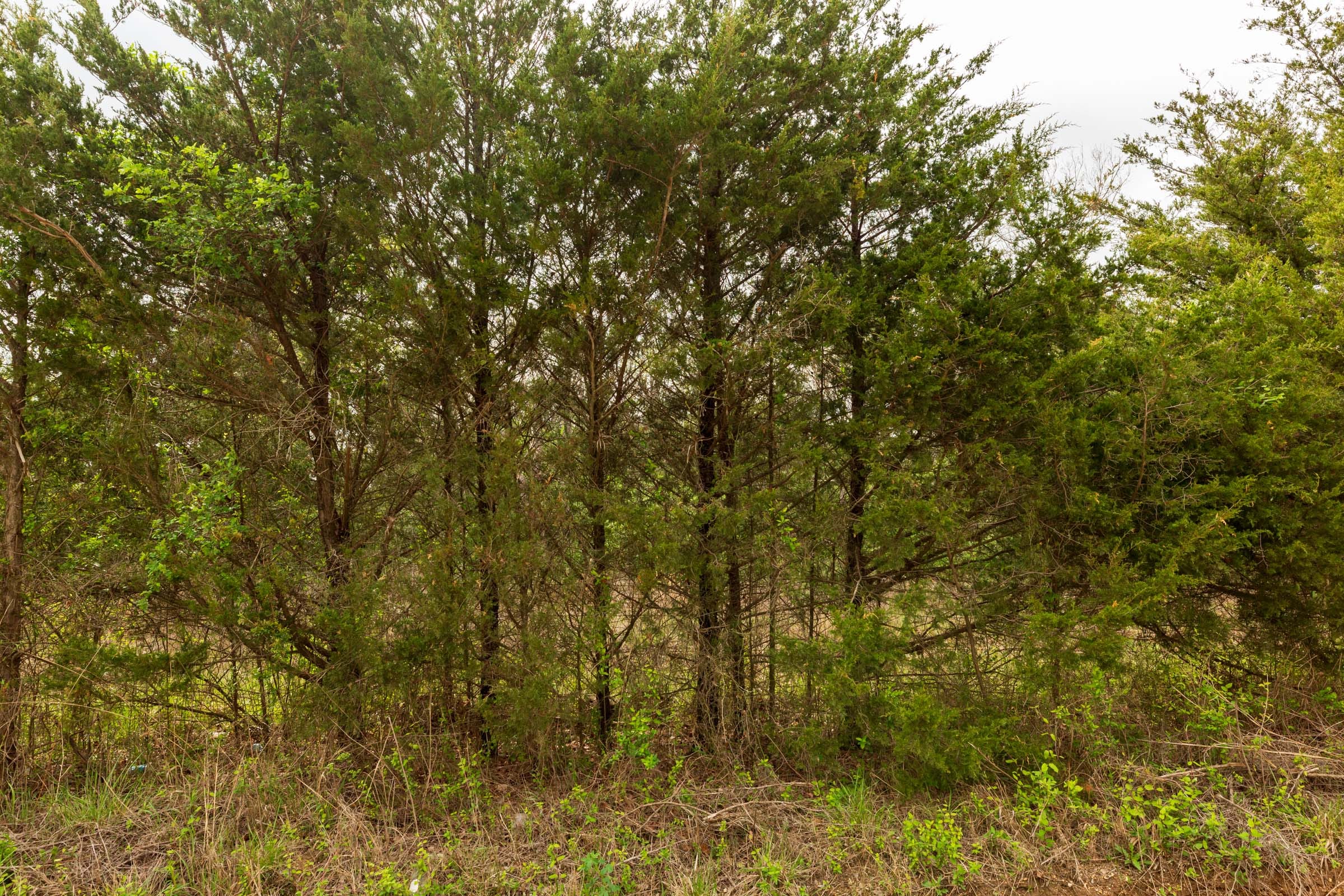 Moonrise Meadows Tract 26 photo 9