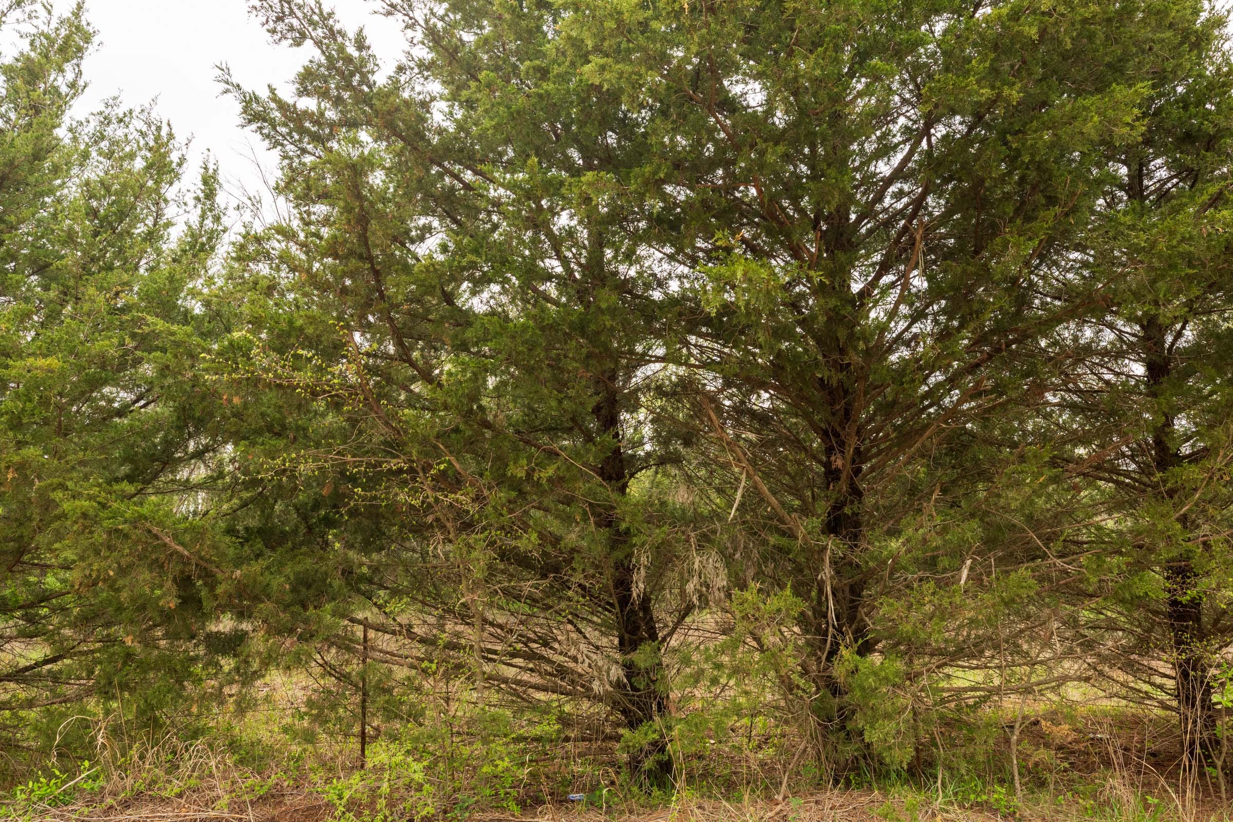 Moonrise Meadows Tract 26 photo 11