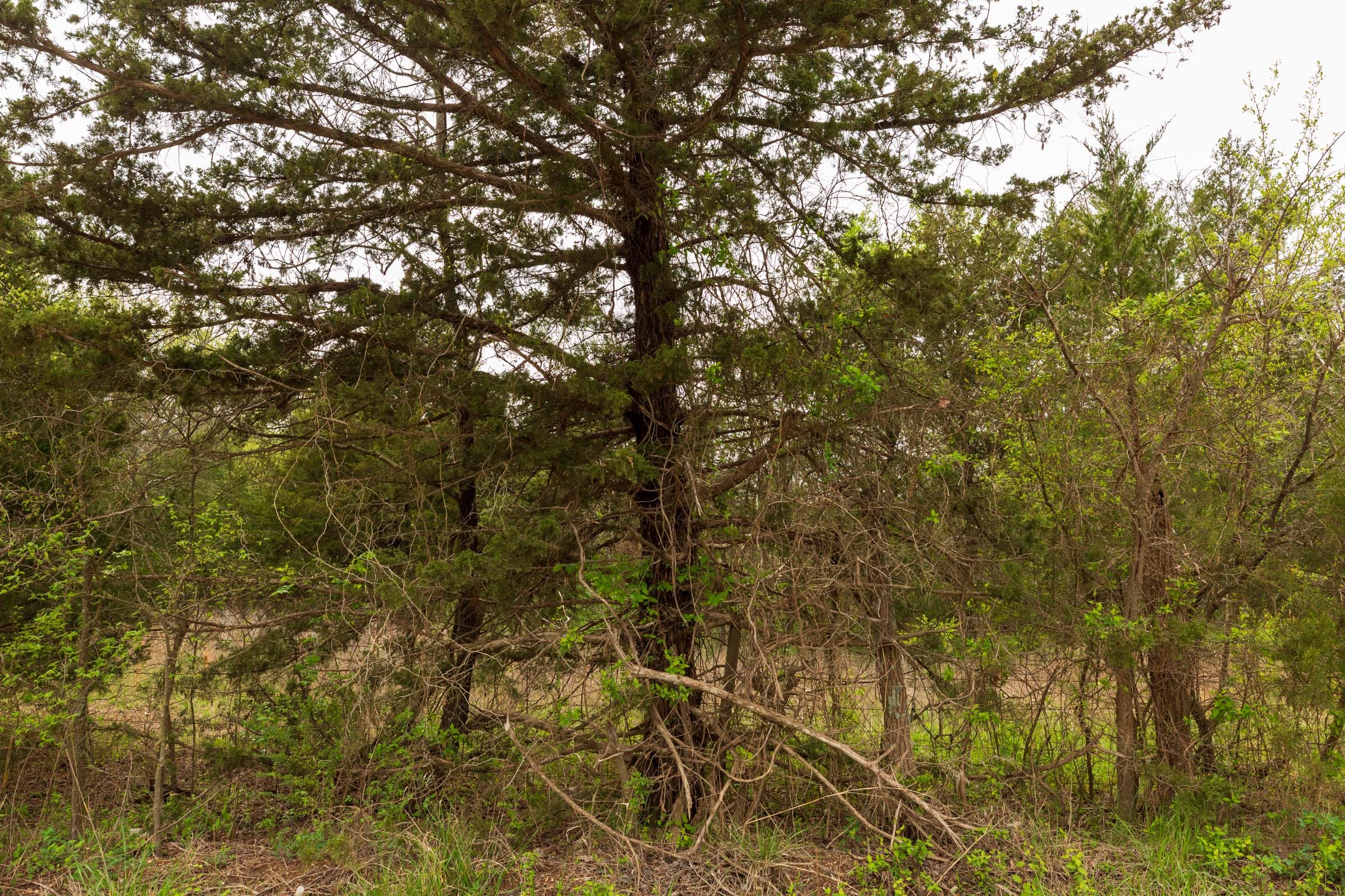 Moonrise Meadows Tract 26 photo 10