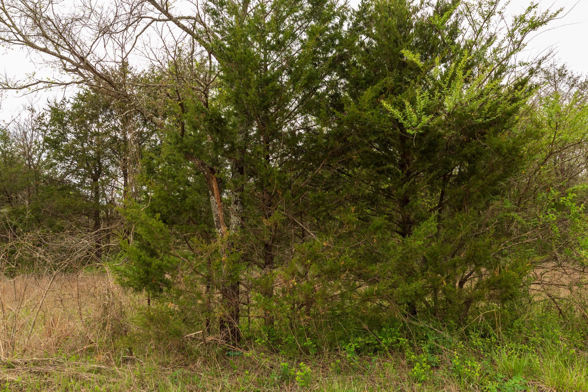 Moonrise Meadows Tract 26 photo 7
