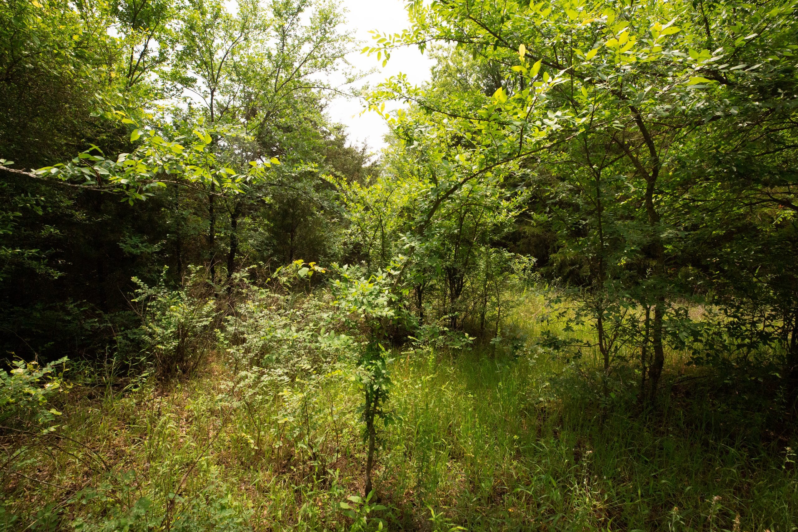 Moonrise Meadows Tract 26 photo 6