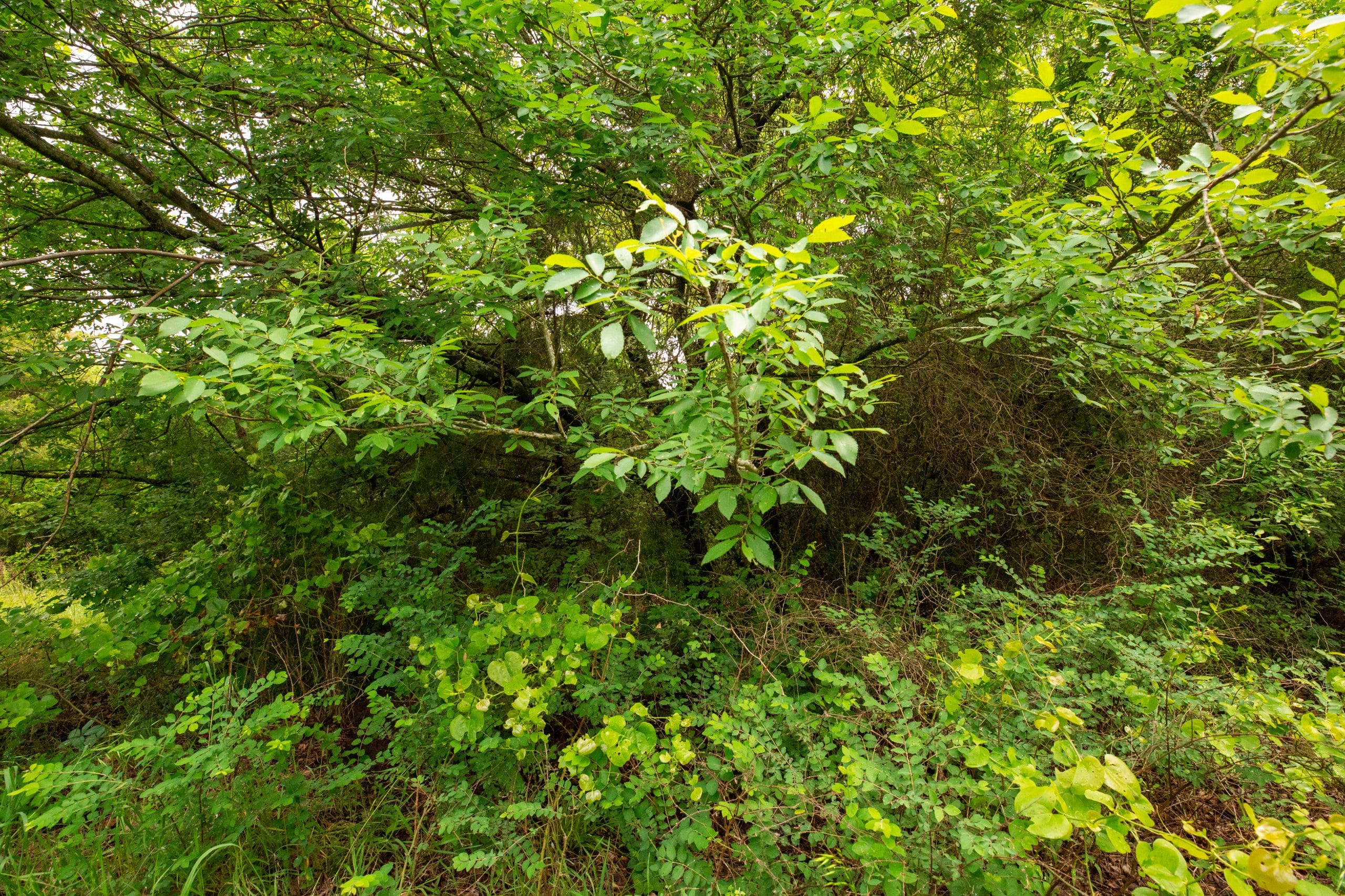 Moonrise Meadows Tract 26 photo 2