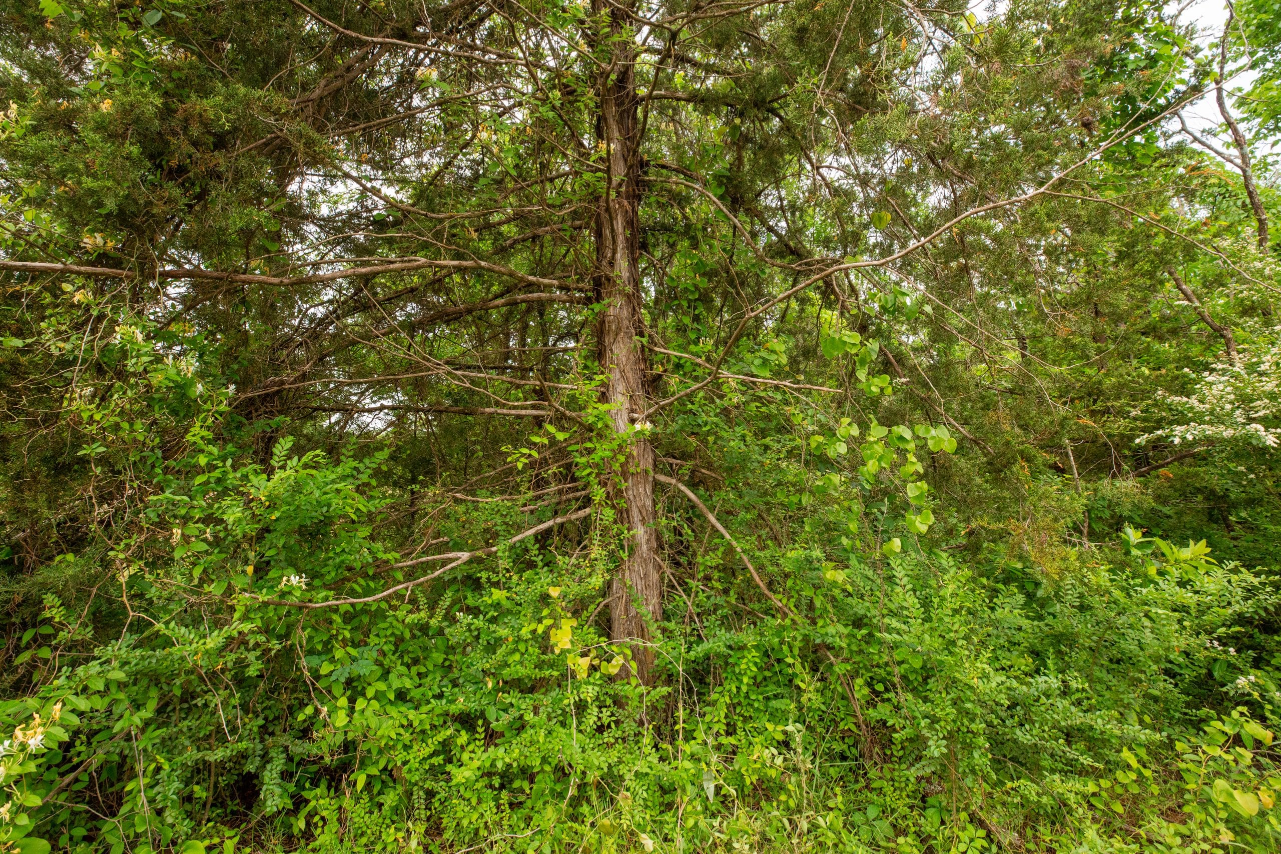 Moonrise Meadows Tract 26 photo 3