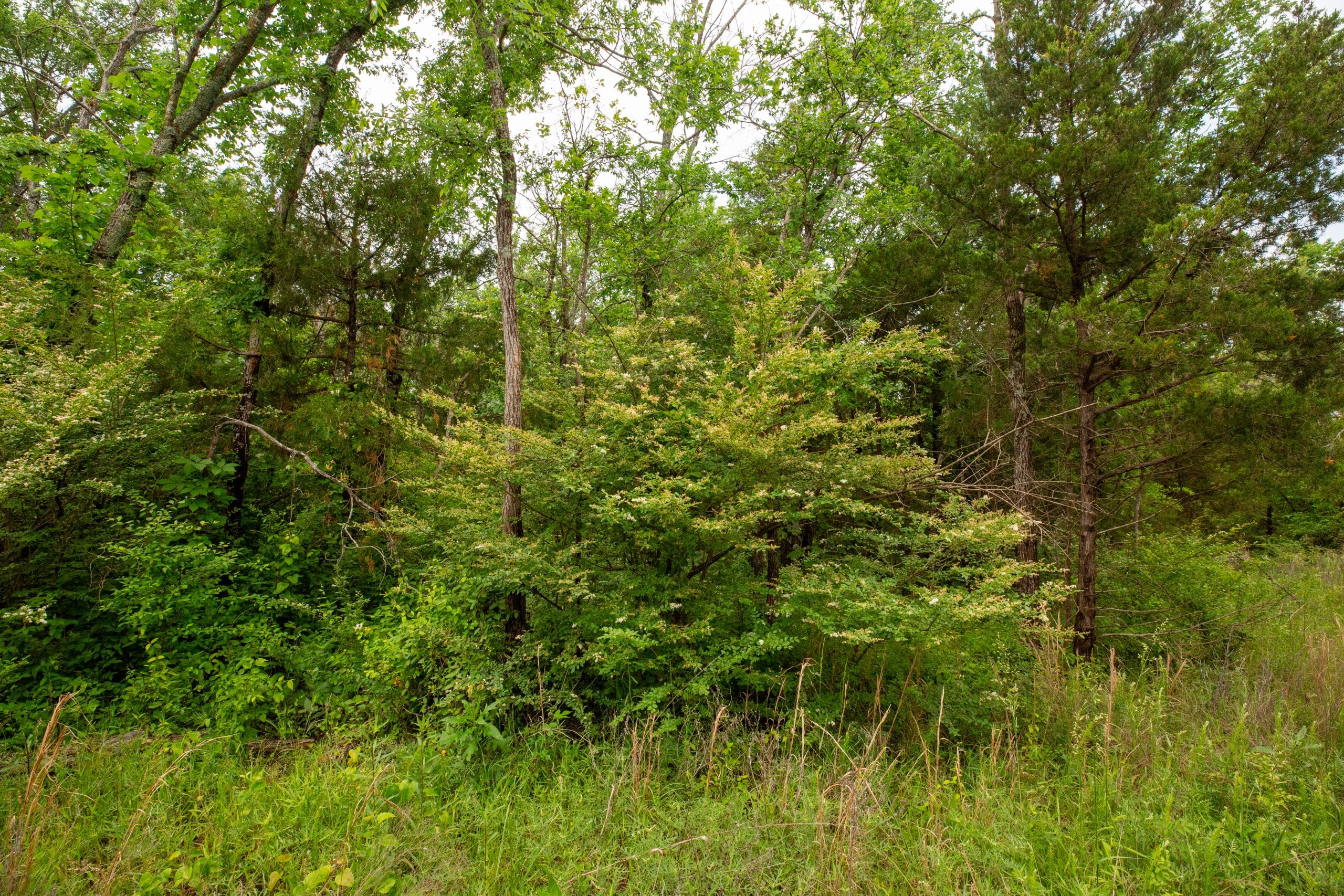 Moonrise Meadows Tract 26 photo 14