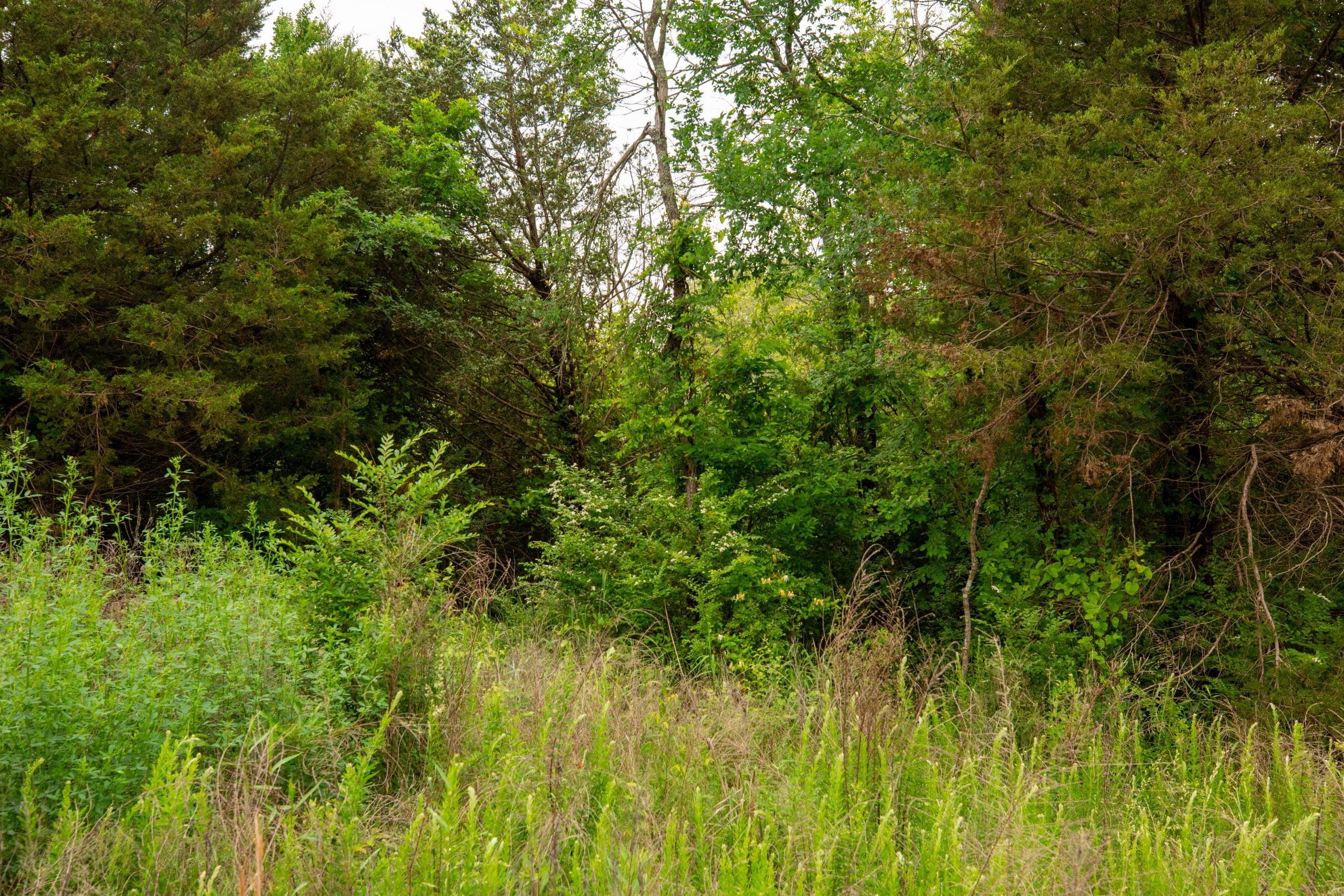 Moonrise Meadows Tract 26 photo 17