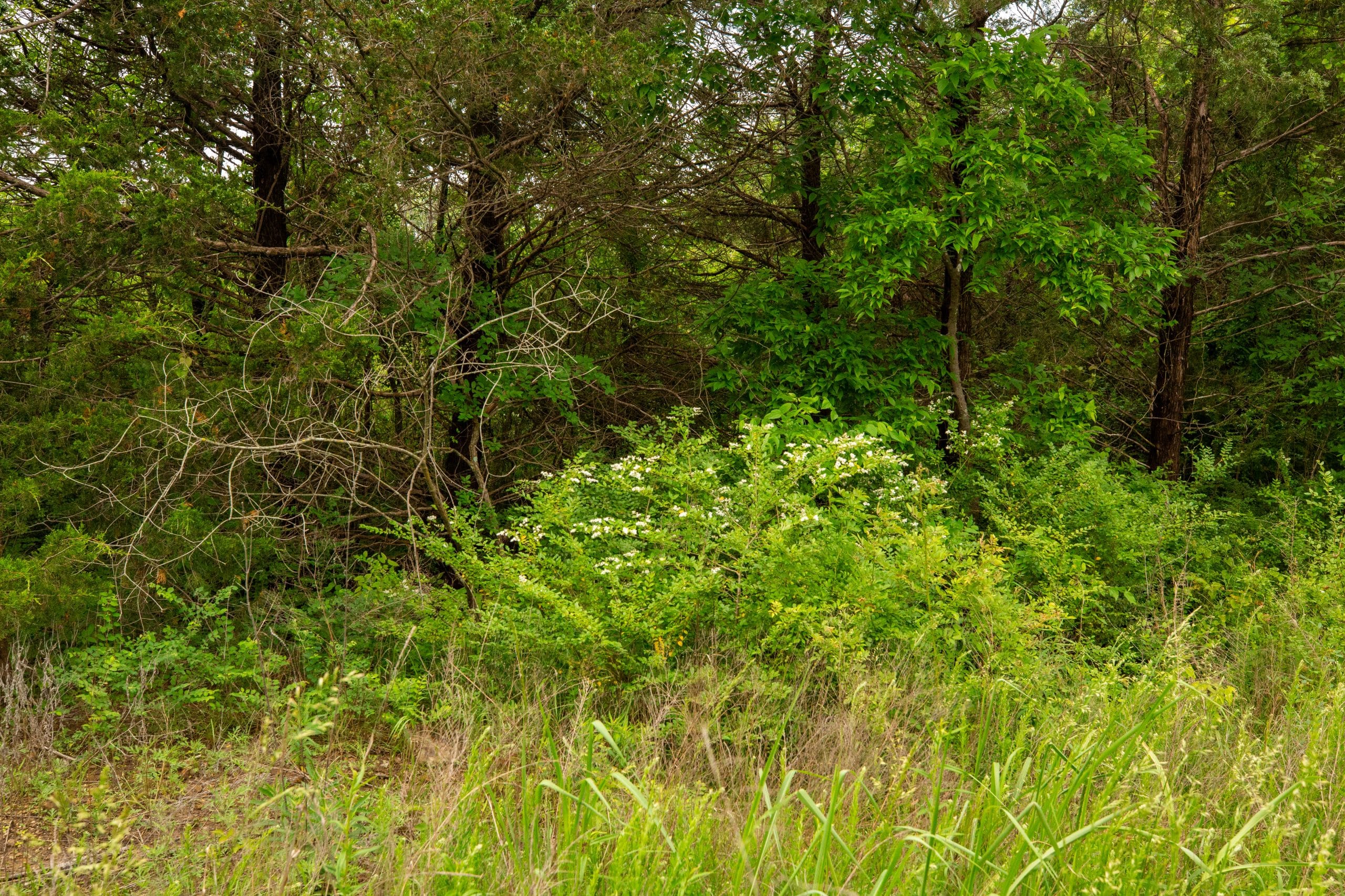 Moonrise Meadows Tract 26 photo 12