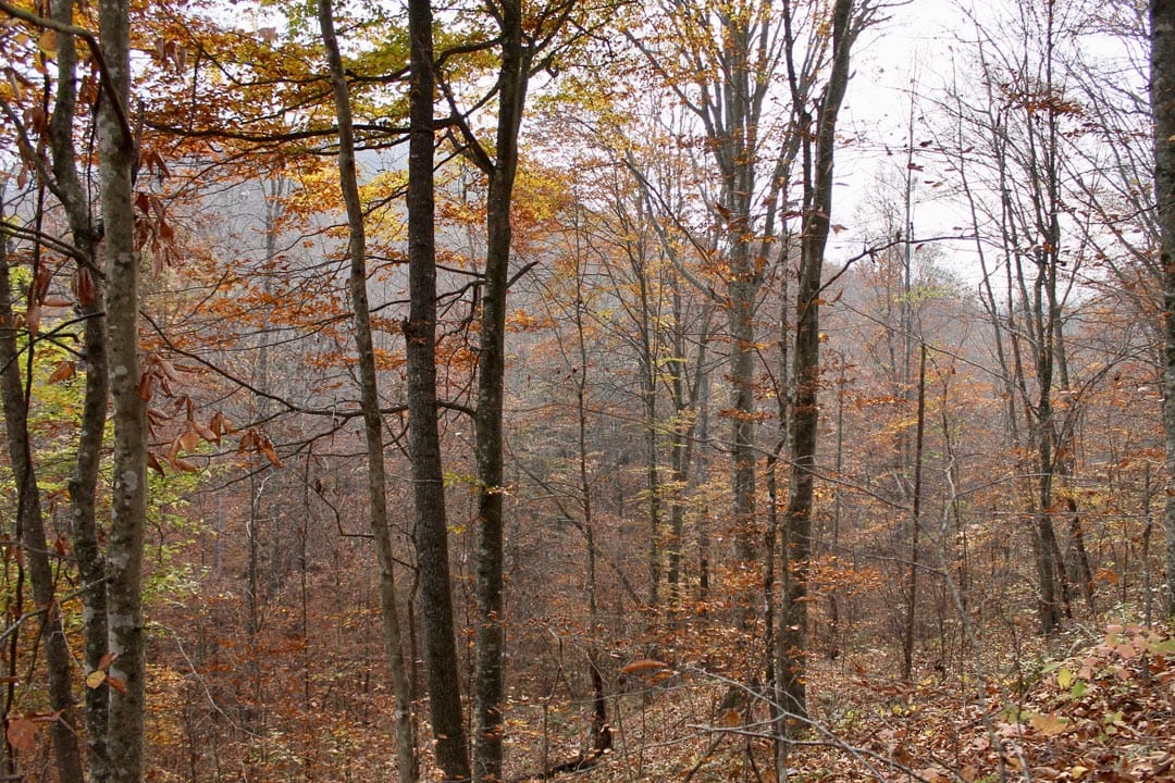 Autumn Ridge Tract 6 photo 3