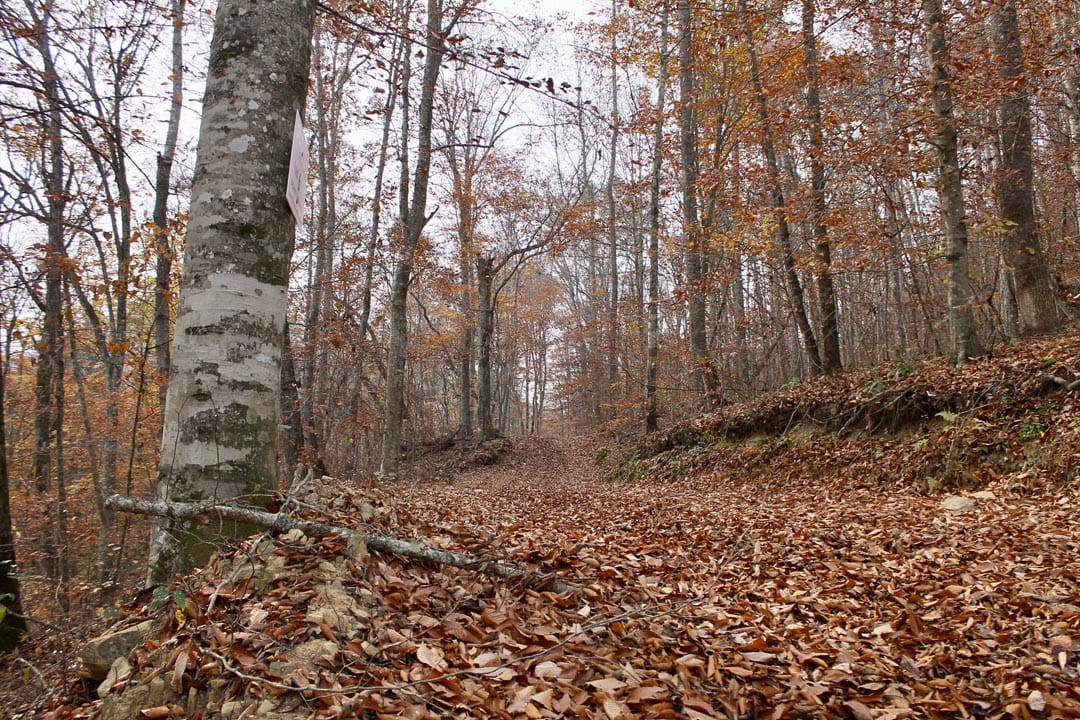 Autumn Ridge Tract 6 photo 4