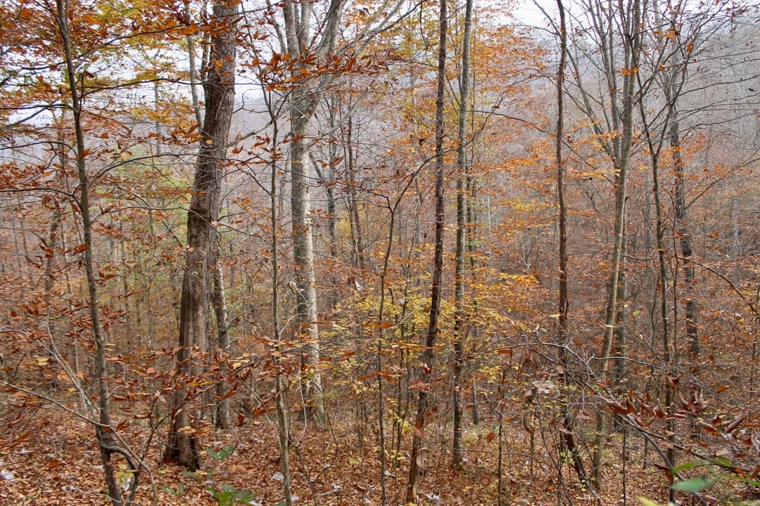 Autumn Ridge Tract 6 photo 5