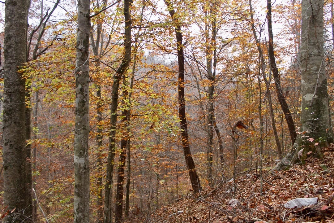 Autumn Ridge Tract 6 photo 6