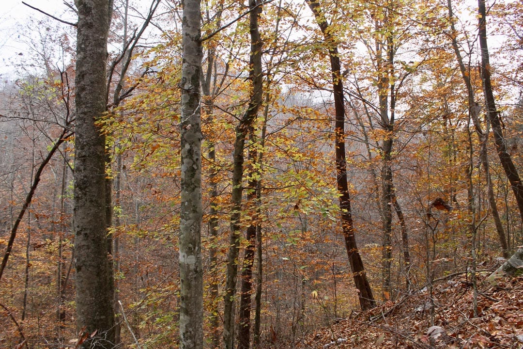 Autumn Ridge Tract 6 photo 7