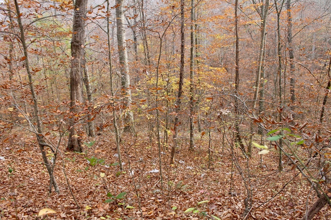 Autumn Ridge Tract 6 photo 8