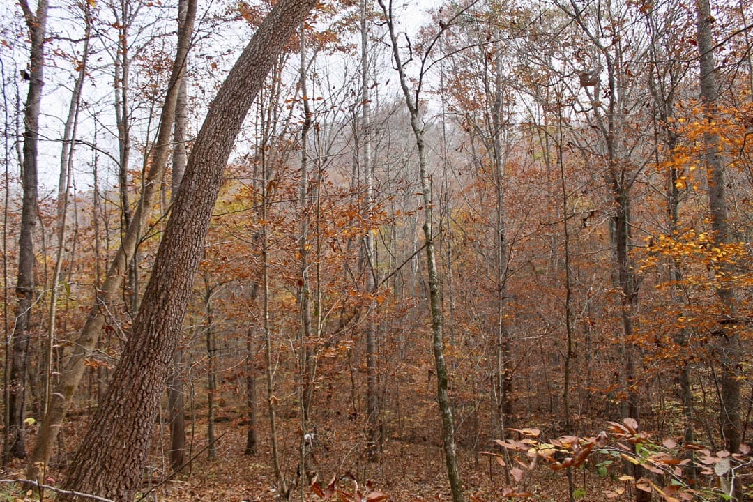 Autumn Ridge Tract 6 photo 9