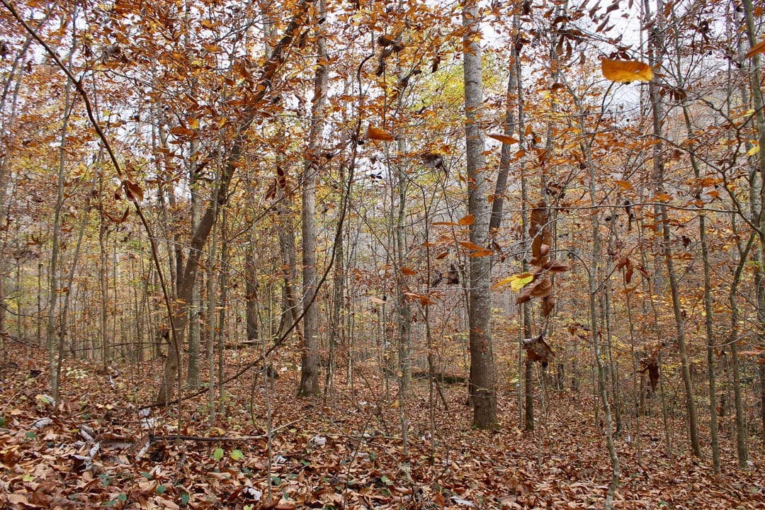 Autumn Ridge Tract 6 photo 11