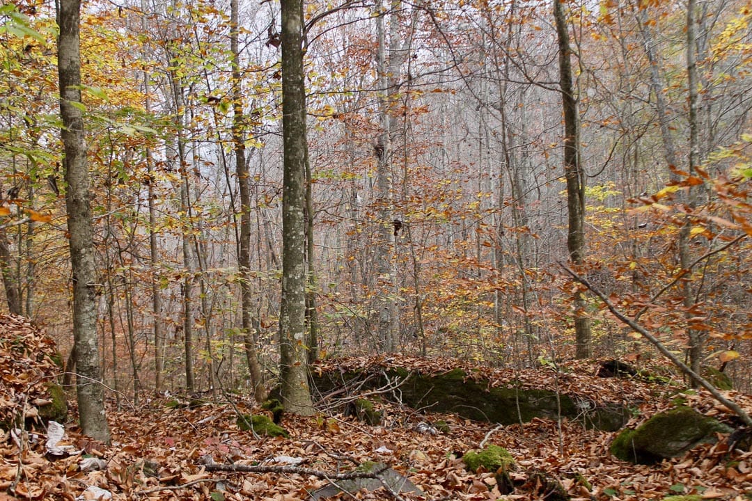 Autumn Ridge Tract 6 photo 22