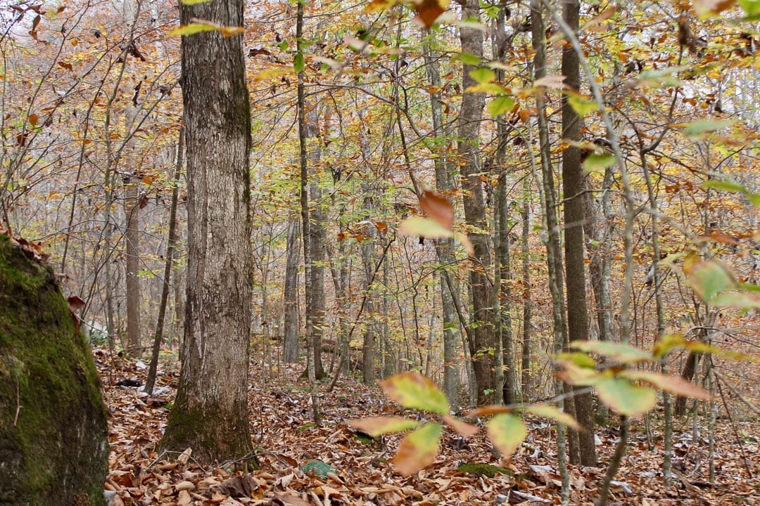 Autumn Ridge Tract 6 photo 24