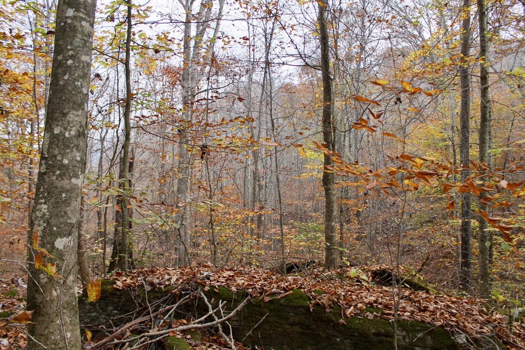 Autumn Ridge Tract 6 photo 25
