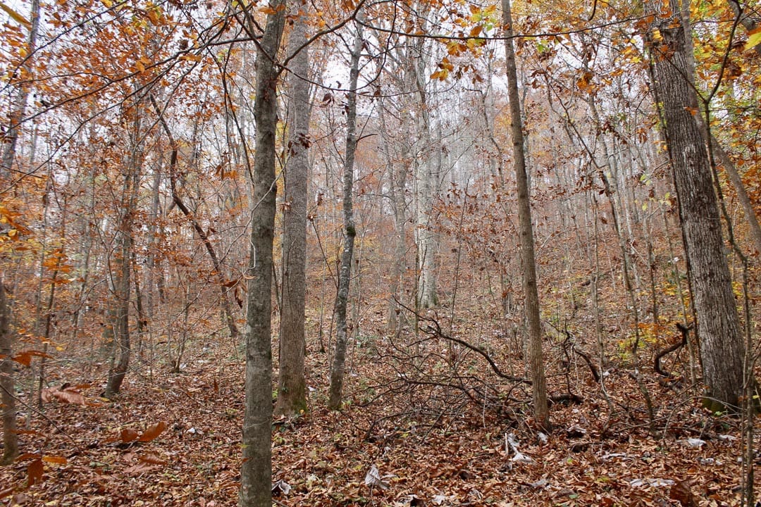 Autumn Ridge Tract 6 photo 26