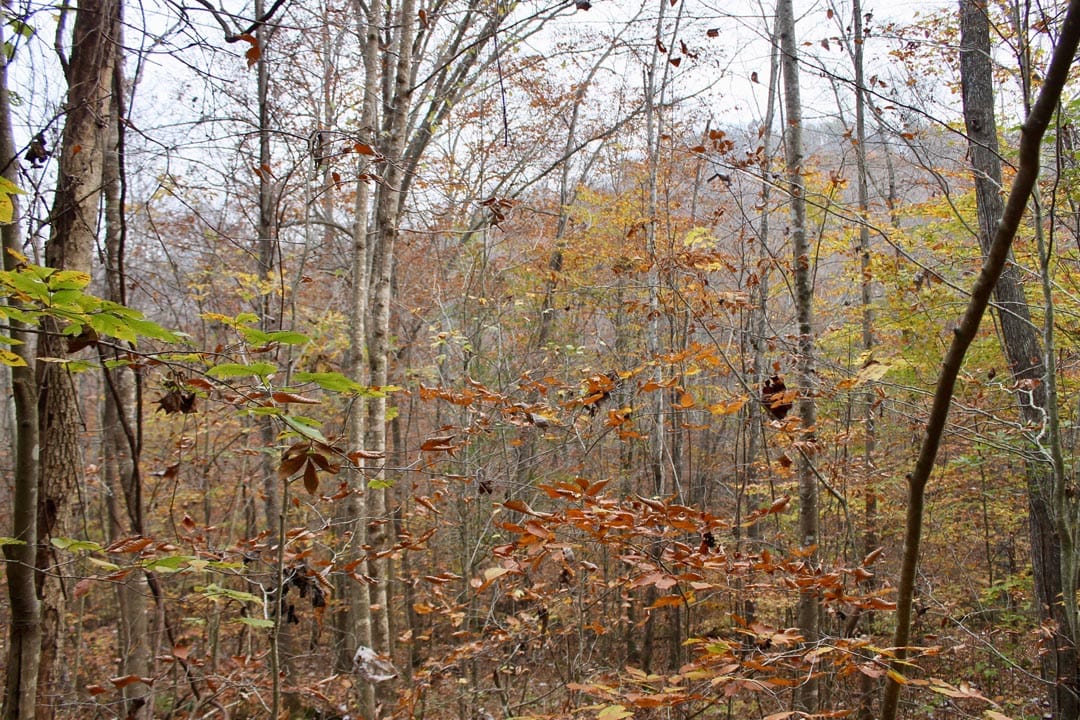 Autumn Ridge Tract 6 photo 31