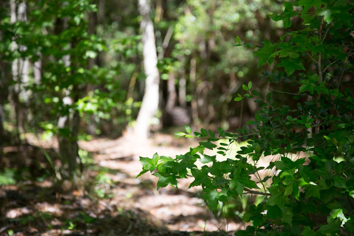Rayburn Country Tract 271 photo 1