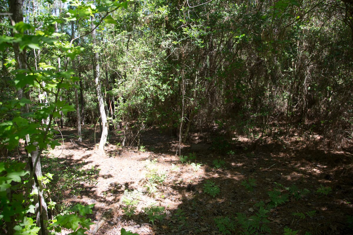 Rayburn Country Tract 271 photo 2