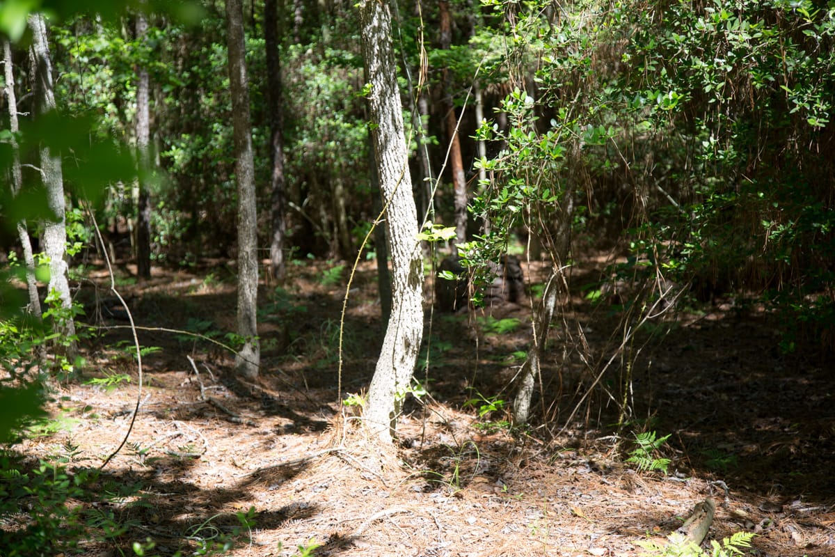 Rayburn Country Tract 271 photo 3