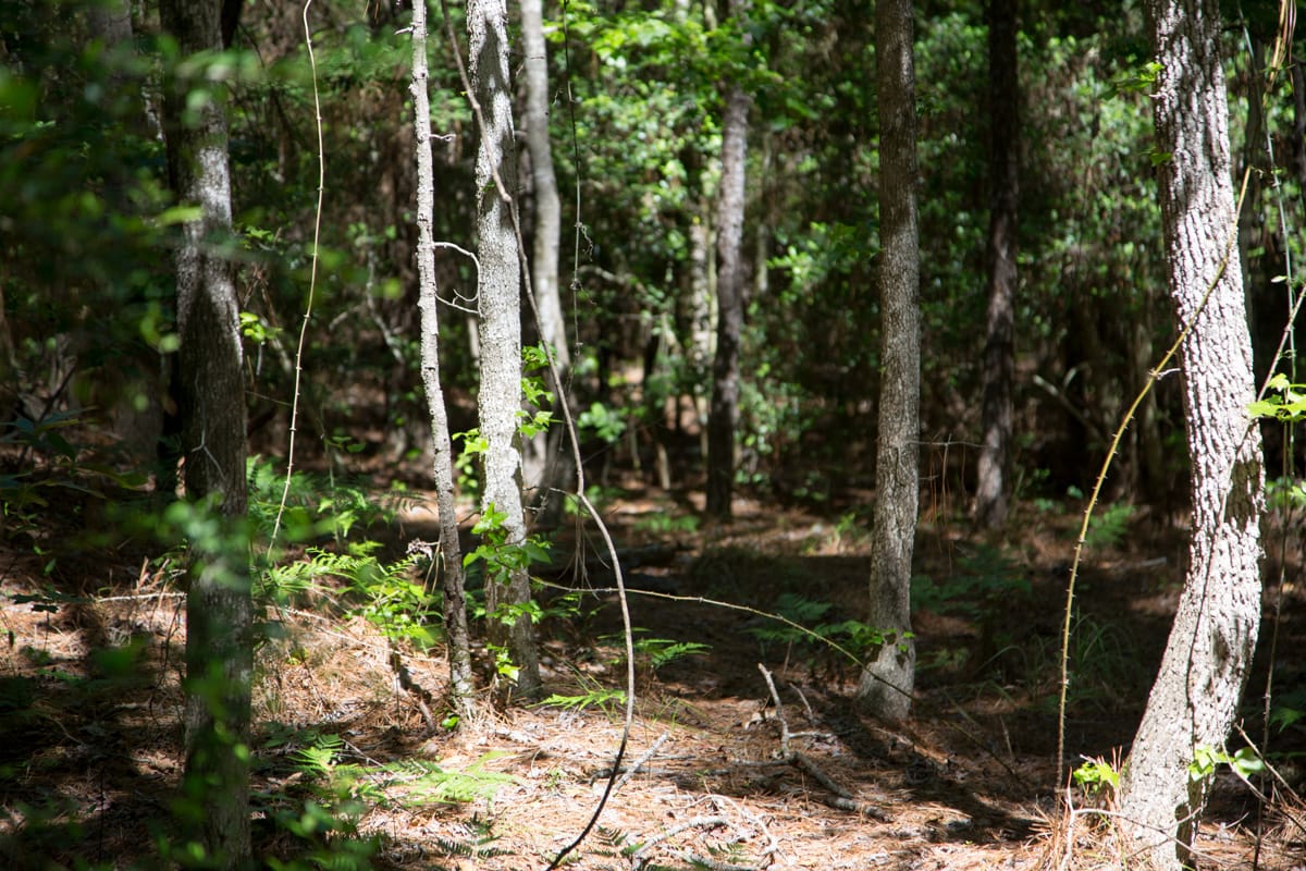 Rayburn Country Tract 271 photo 4