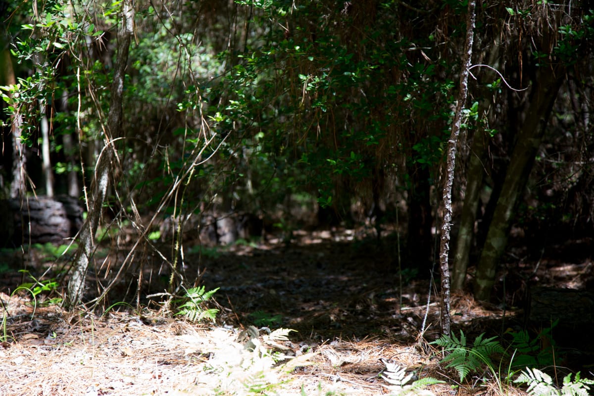 Rayburn Country Tract 271 photo 5