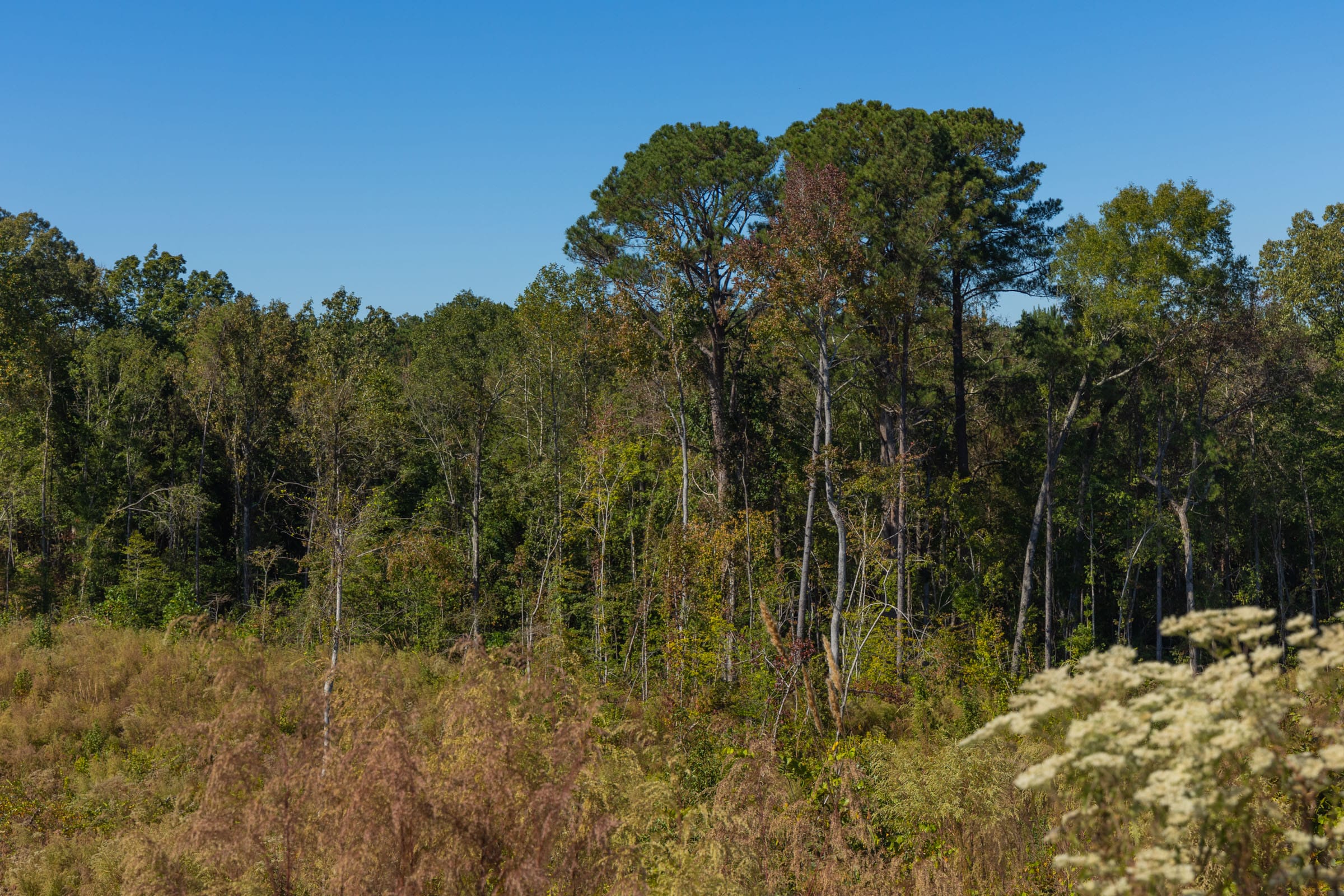Meyer’s Ridge Tract 23 photo 12