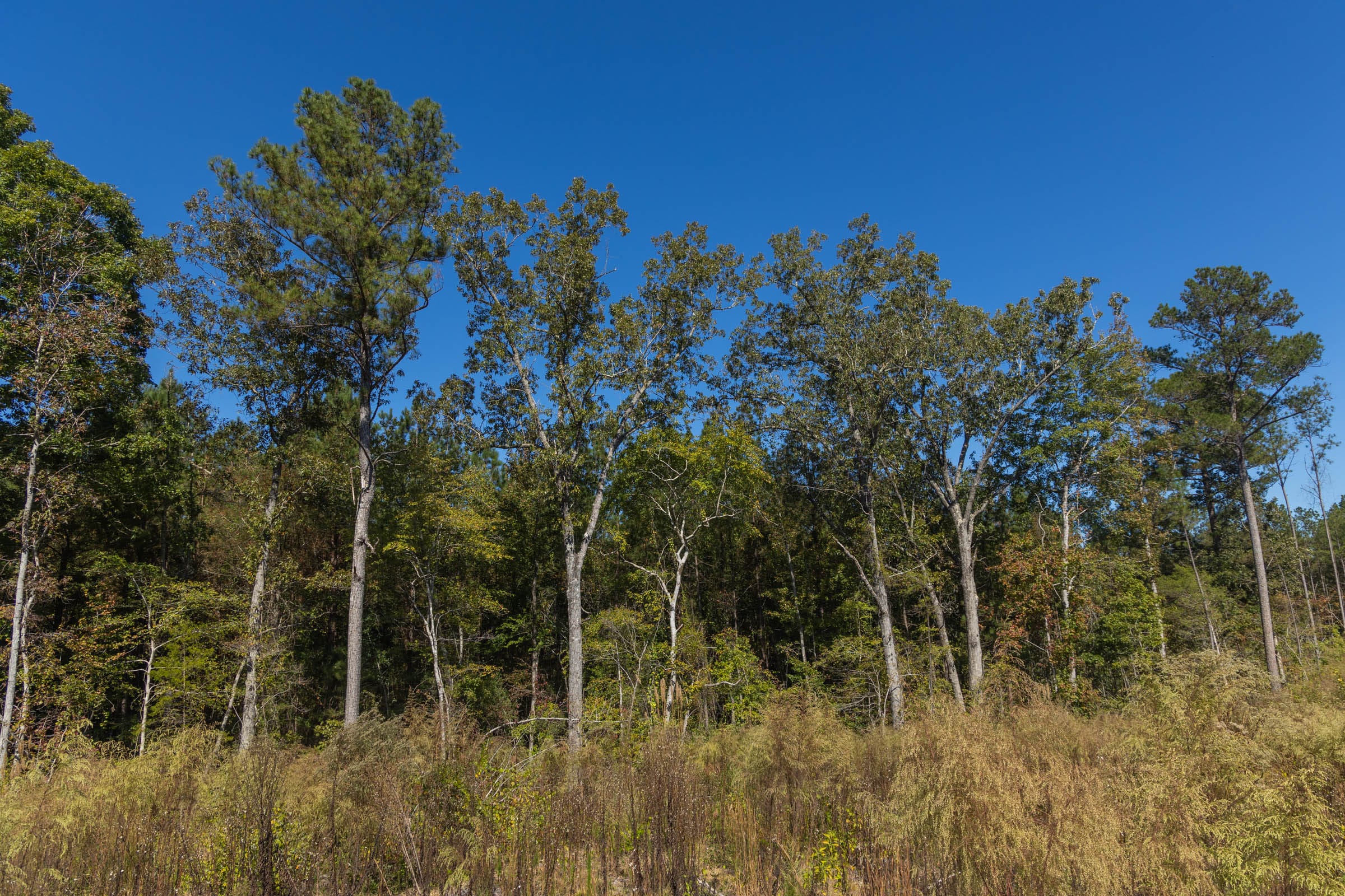 Meyer’s Ridge Tract 23 photo 11