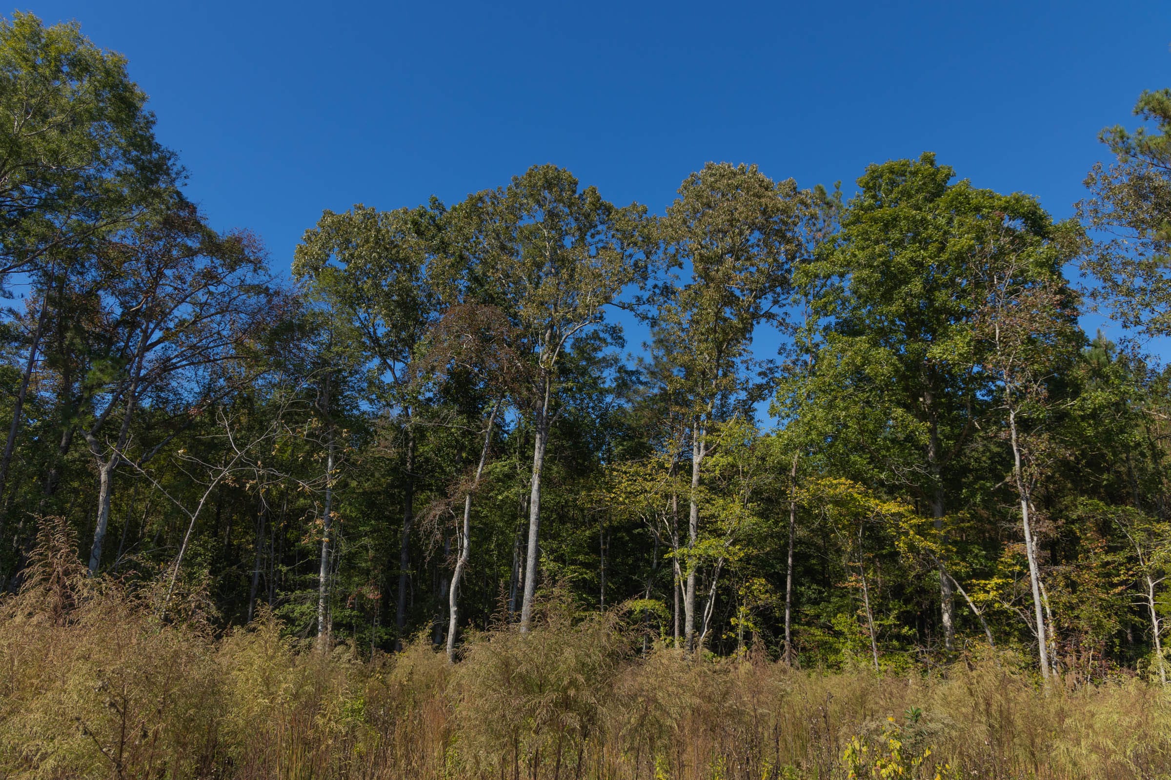 Meyer’s Ridge Tract 23 photo 13