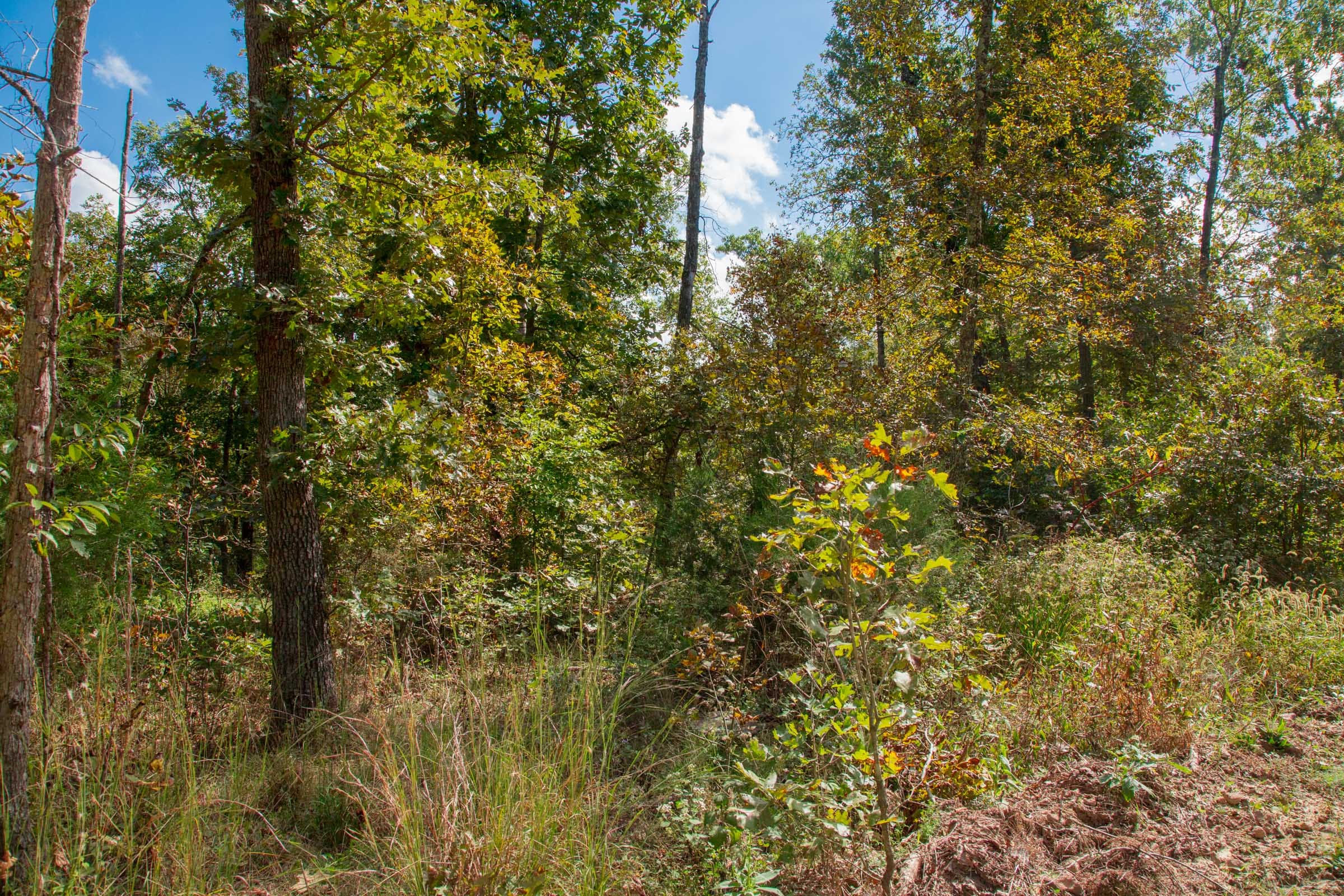 Wagon Wheel Ranch Tract 37 photo 3