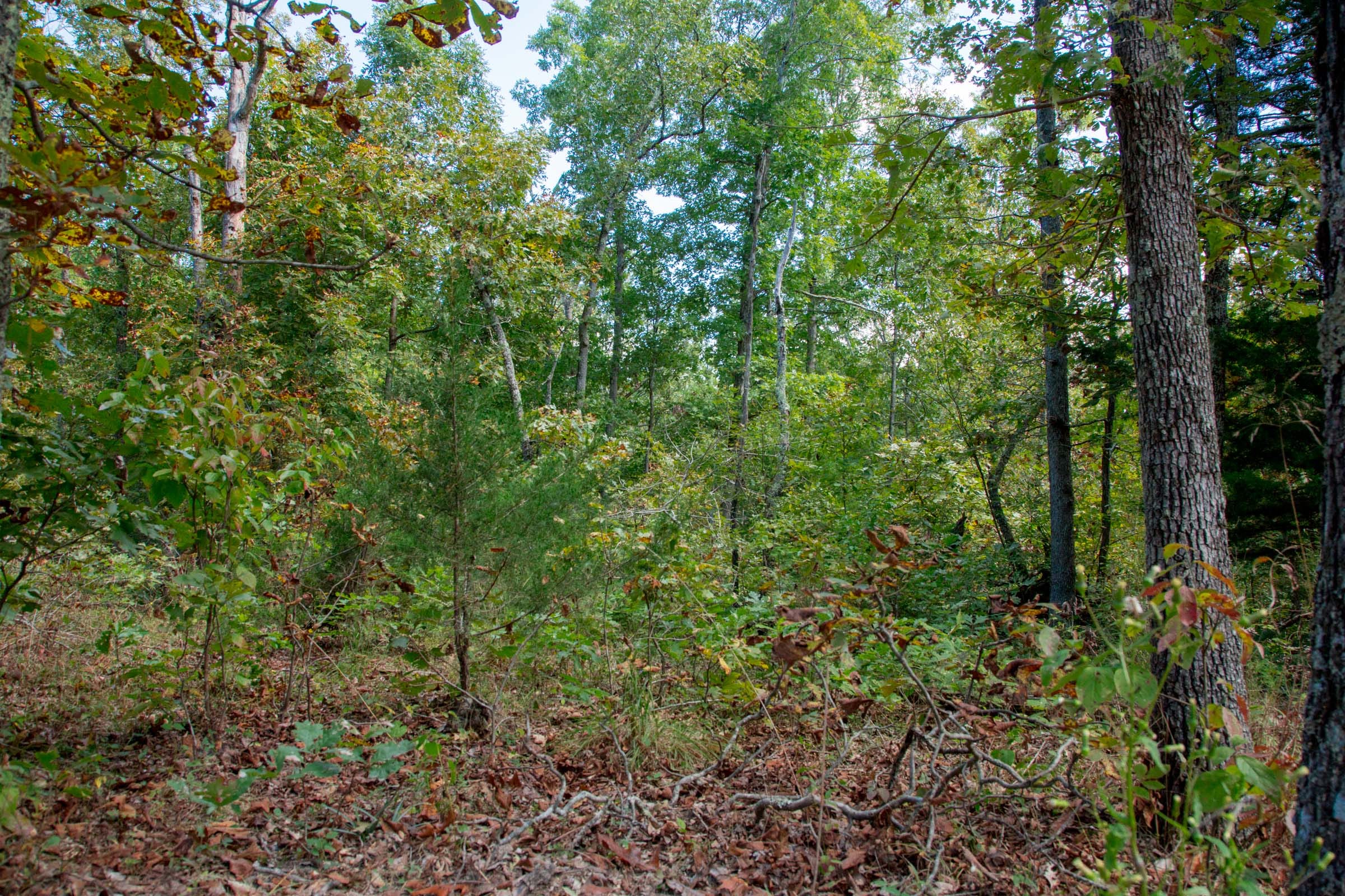 Wagon Wheel Ranch Tract 37 photo 4