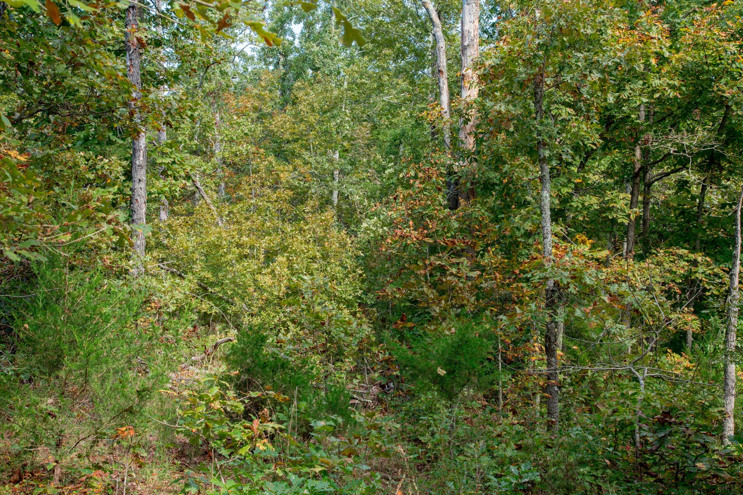 Wagon Wheel Ranch Tract 37 photo 5