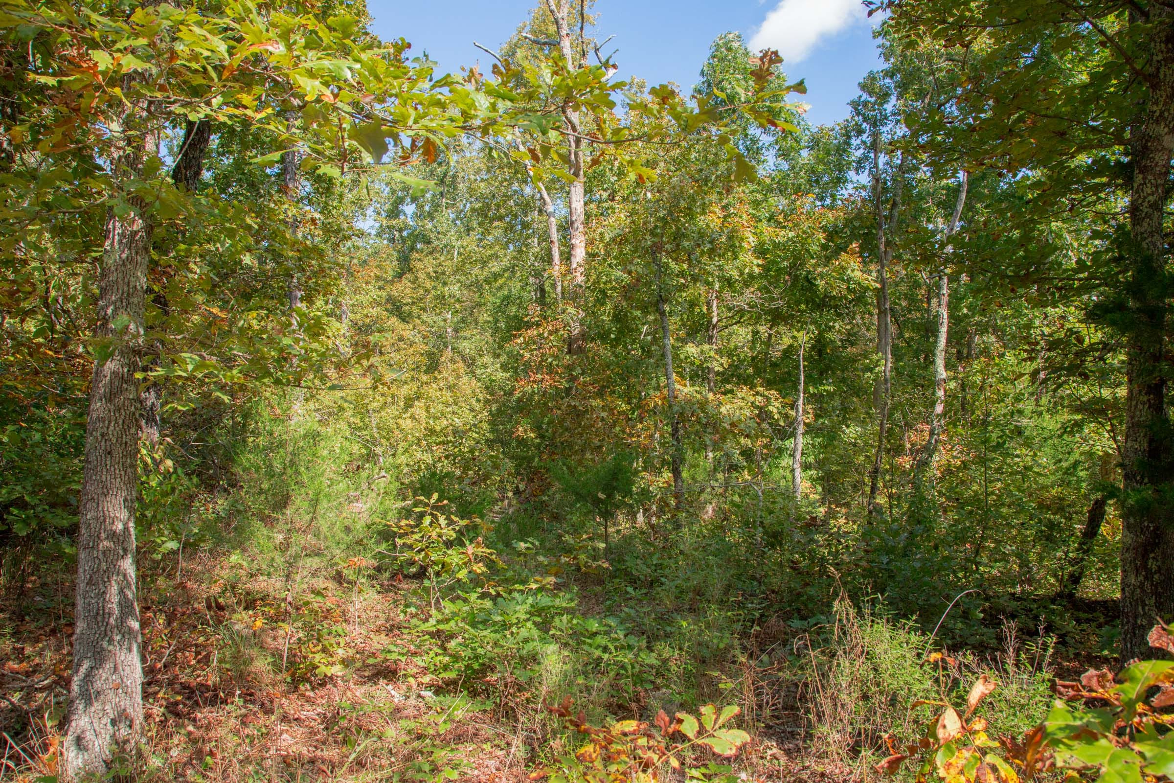 Wagon Wheel Ranch Tract 37 photo 7
