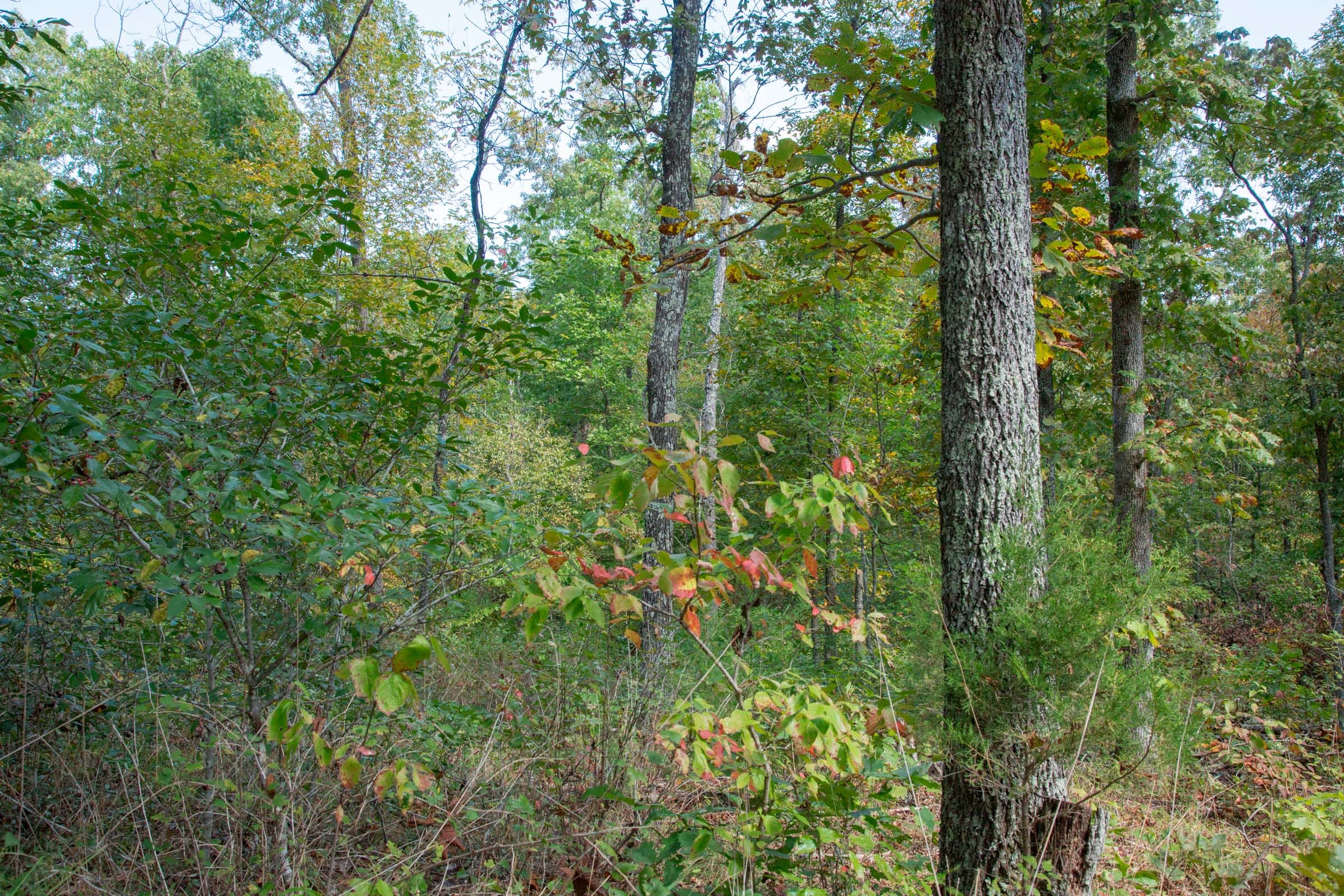 Wagon Wheel Ranch Tract 37 photo 13