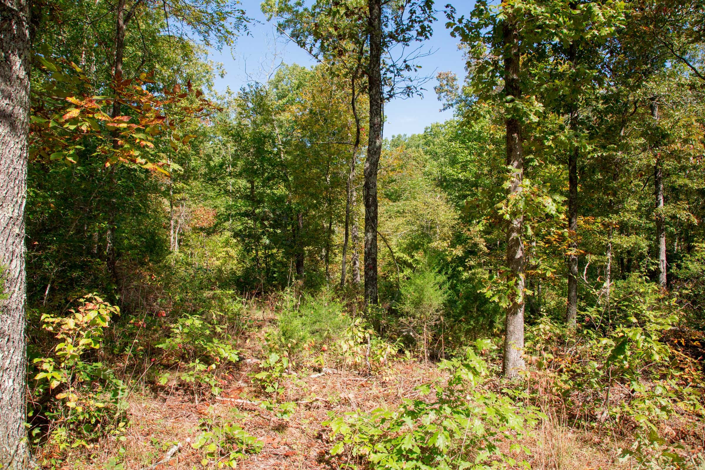 Wagon Wheel Ranch Tract 37 photo 15