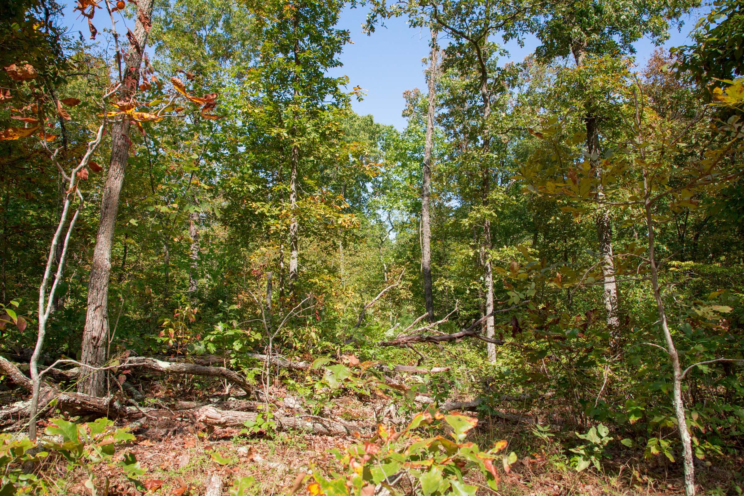 Wagon Wheel Ranch Tract 37 photo 16