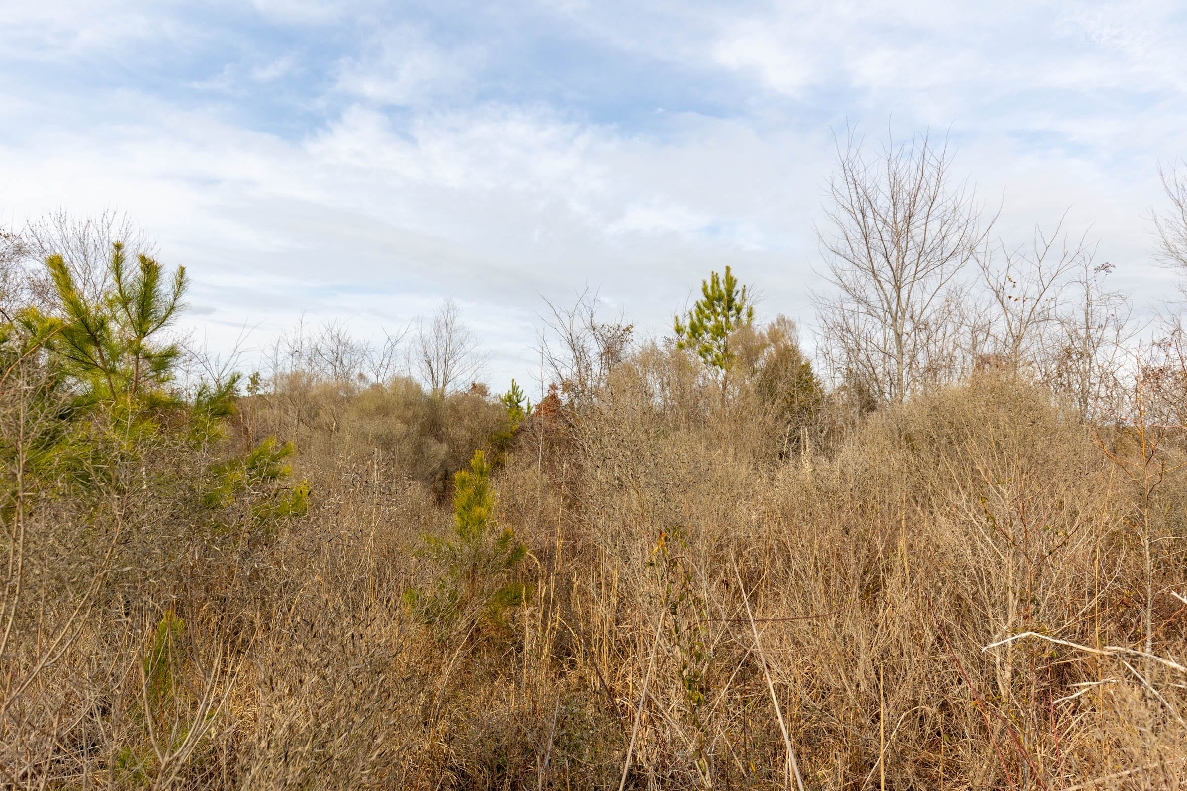 Baker Creek Tract 4 photo 6