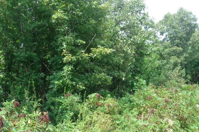 Sugartree Falls Tract 20 photo 2