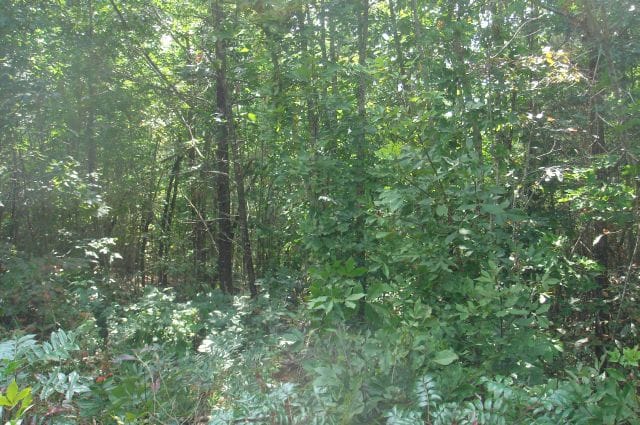 Sugartree Falls Tract 20 photo 3