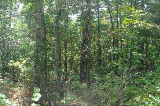 Sugartree Falls Tract 20 photo 4