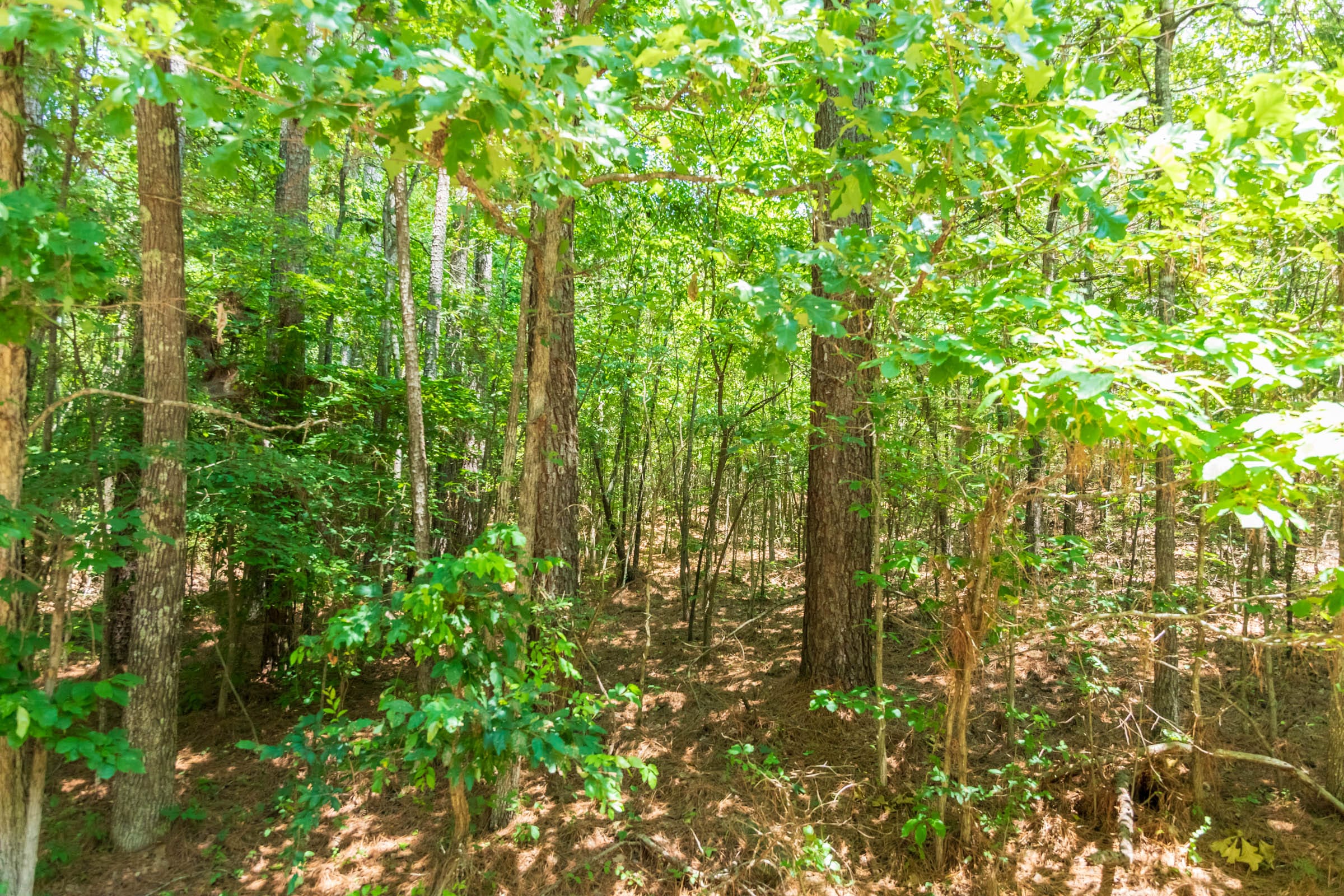 Whiskey Ridge Tract 49 photo 3