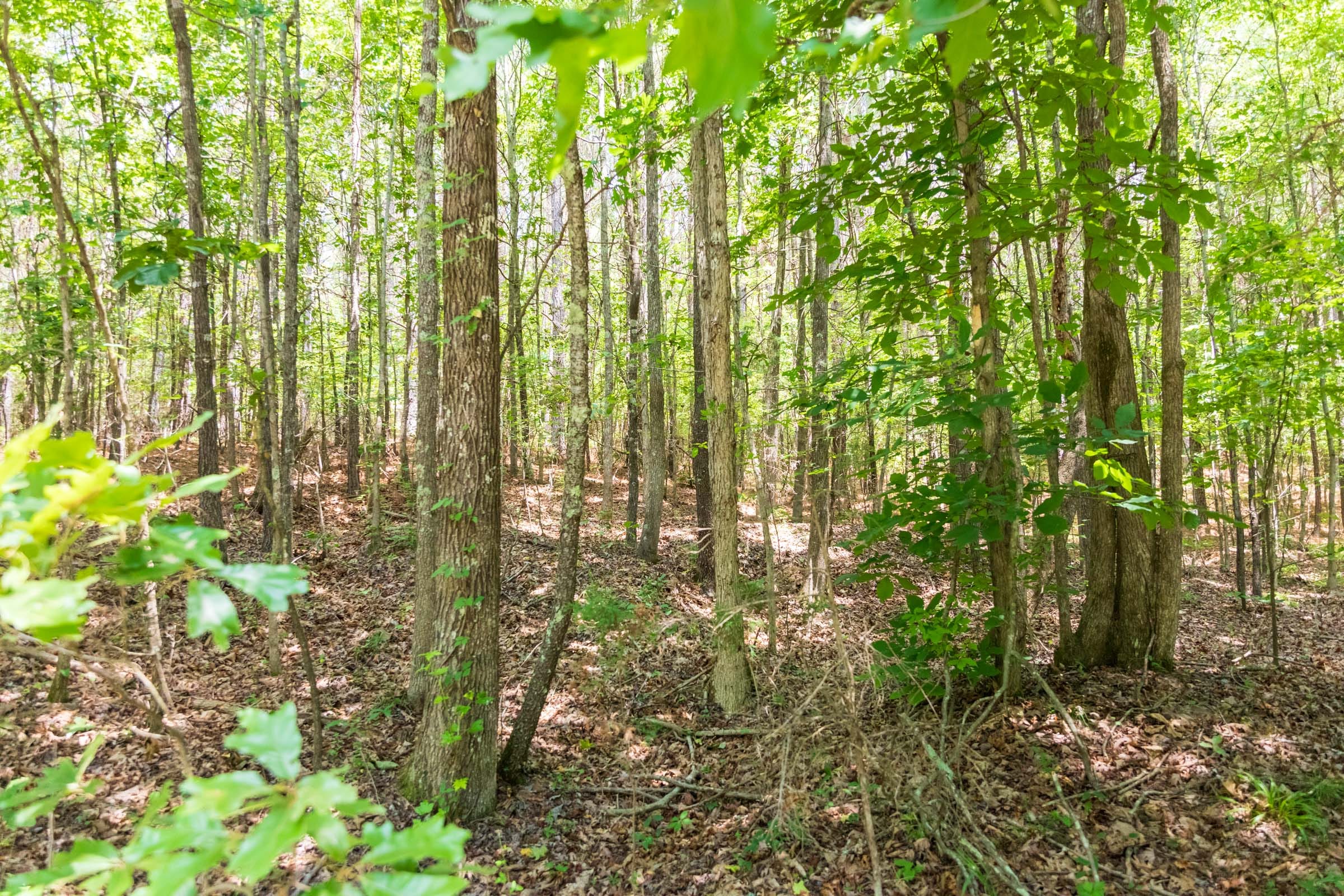 Whiskey Ridge Tract 49 photo 4