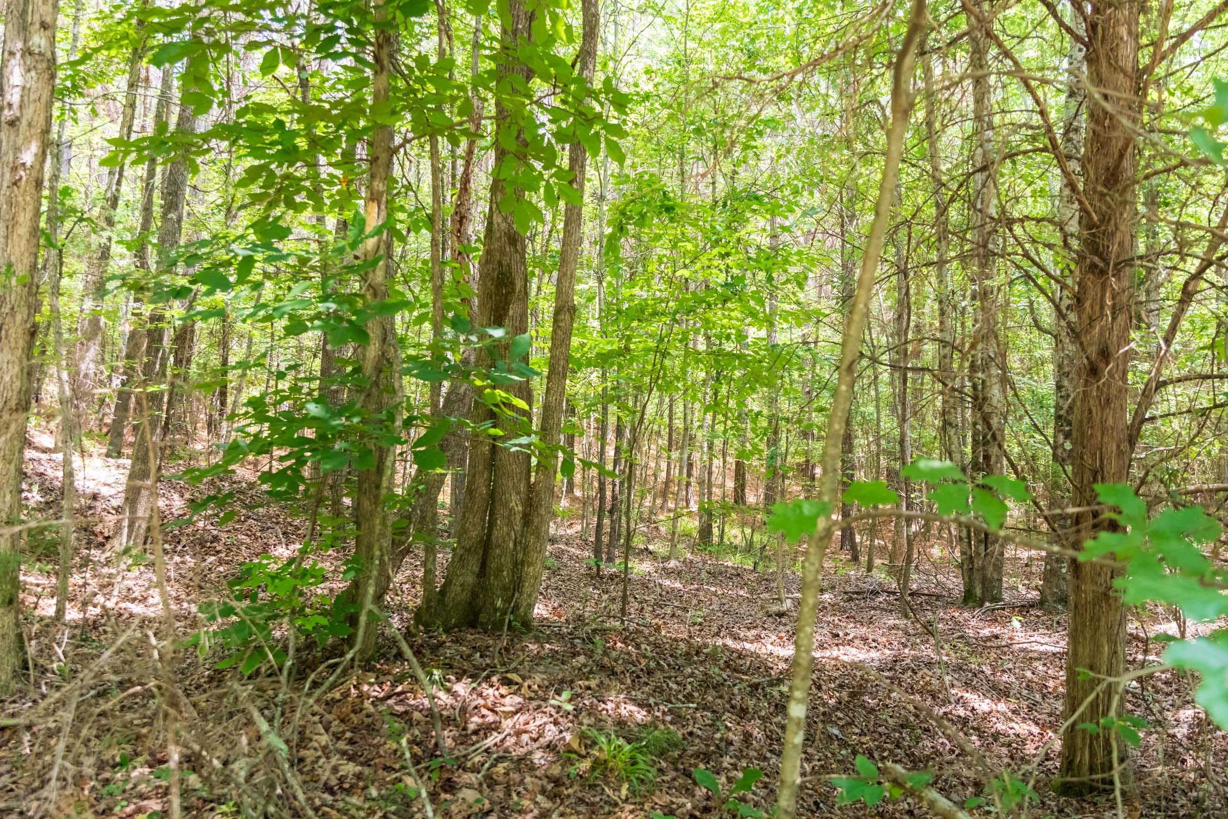 Whiskey Ridge Tract 49 photo 5