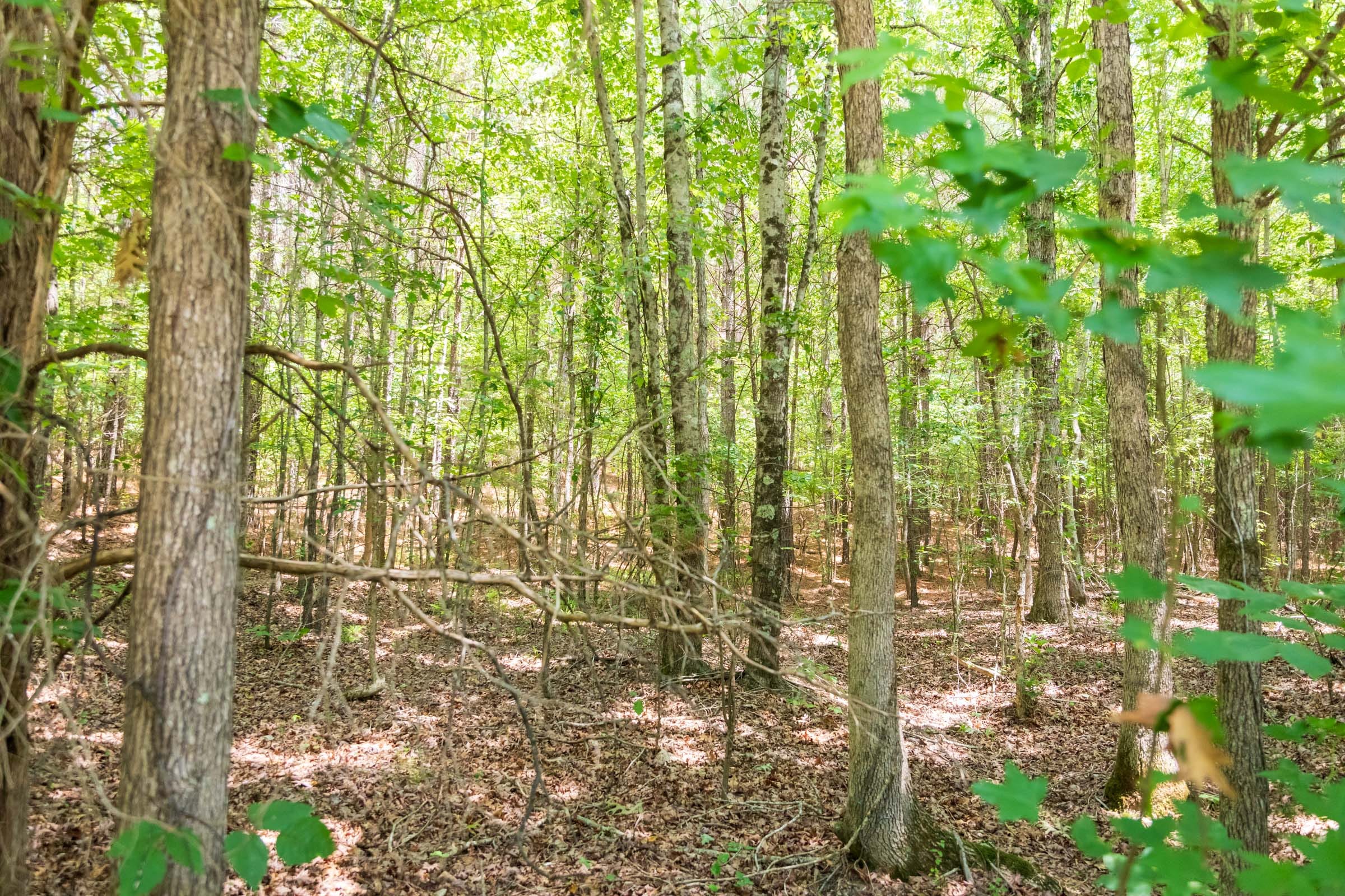 Whiskey Ridge Tract 49 photo 7