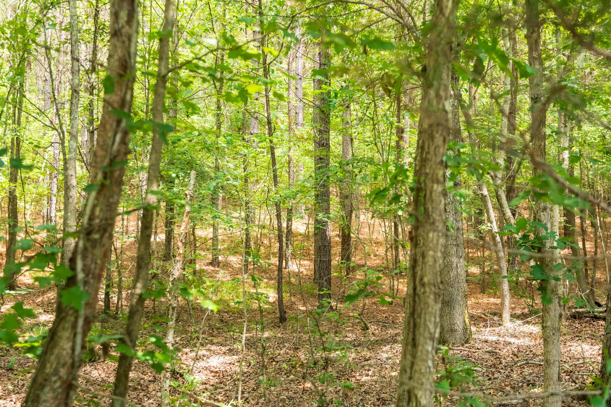 Whiskey Ridge Tract 49 photo 8
