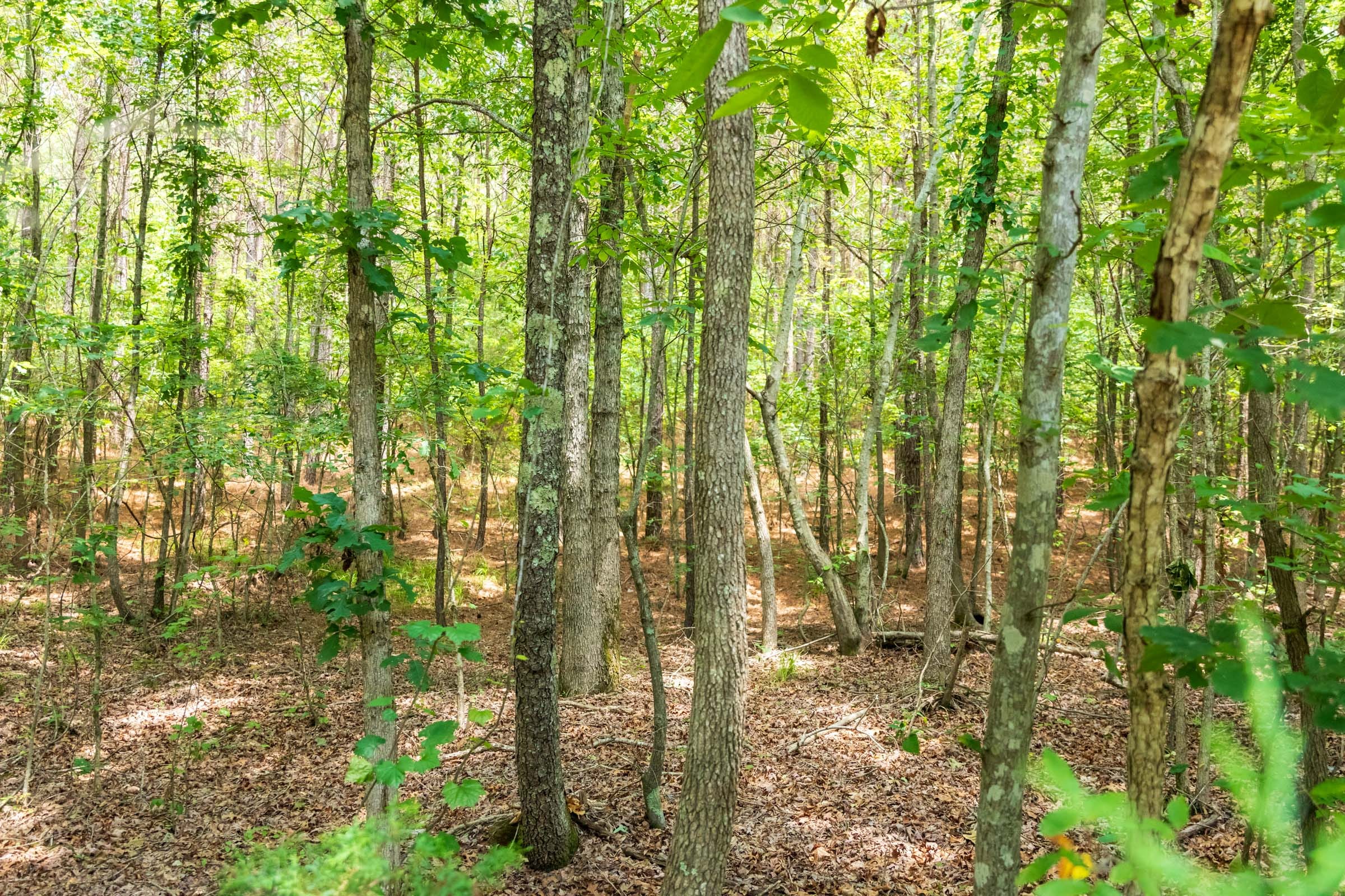 Whiskey Ridge Tract 49 photo 9